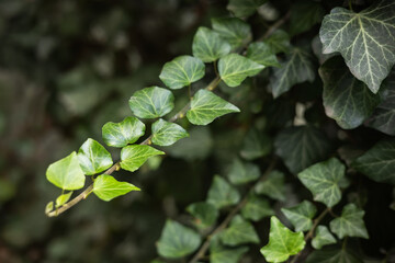 Ivy Hedera helix. A green leaves wall covered the forest. Dark green pattern with fresh green lush foliage natural backdrop.