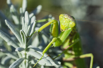 green Praying Mantis Tenodera sinensis emerging from green and yellow foliage while staring at the camera