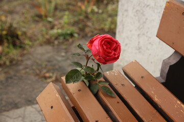 Red Rose Growing Through Wooden Bench Slats in Quiet Outdoor Park Setting