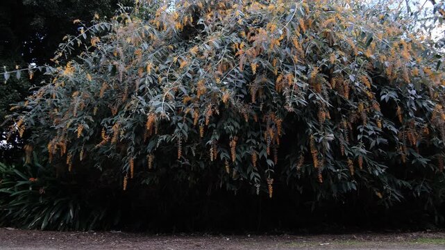 Dense cascading branches of Buddleja madagascariensis covered with orange tubular flower clusters and elongated green leaves in a garden. Concept of tropical ornamental plant, exotic flowering shrub