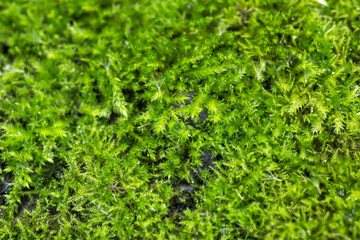 Preserved green moss close-up texture