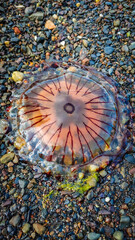A compass jellyfish washed up on a rocky shore