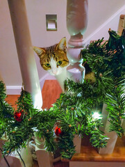 A cat peeks through a garland, the danger of Christmas decorations for animals