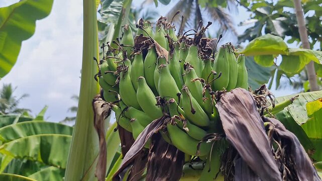 closeup view of vibrant green bananas growing on the plant or a bunch of plantains