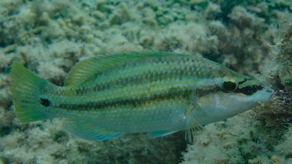 East Atlantic peacock wrasse (Symphodus tinca) undersea, Ligurian Sea, Italy, Imperia