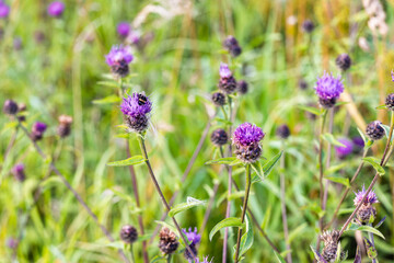 Purple Flower of Common Knapweed Flowers with Bumblebee Feeding in Meadow
