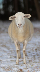 Katahdin sheep staring at the camera