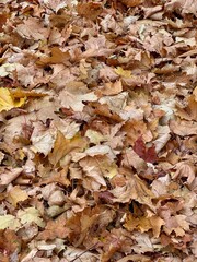 autumn leaves on the ground background