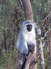 Vervet monkey resting on a tree in Camdeboo National Park, South Africa, showcasing African wildlife in its natural habitat.