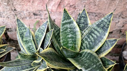 Mother-in-Law's Tongue (Sansevieria trifasciata): Classic Snake Plant with Golden-Edged Vertical Leaves, a Low-Maintenance Indoor Houseplant for Modern Home Decor