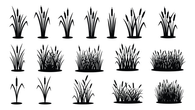 Vector silhouette cattails reeds bulrushes marsh plants collection