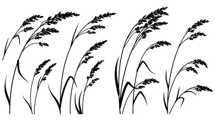 Delicate black and white illustration of swaying wild grasses and seed heads © Tm Studio