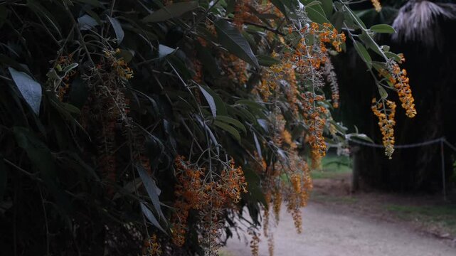 Cascading clusters of orange tubular flowers on Buddleja madagascariensis. Concept of exotic ornamental plant, tropical flowering shrub and cinematic nature background.