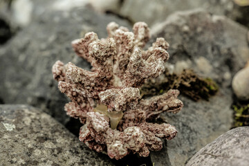 pflanze natur wachstum