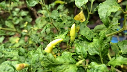 Lush green chili plants with tiny peppers just beginning to form, representing the promise of fresh and flavorful ingredients.