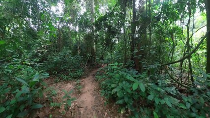 Wild jungle on the Congo Basin rainforest in the democratic republic of Congo.