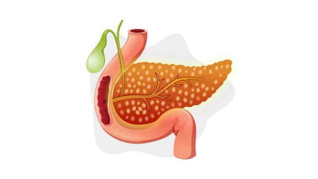 Animated Human pancreas Anatomy Organ Medical Illustration