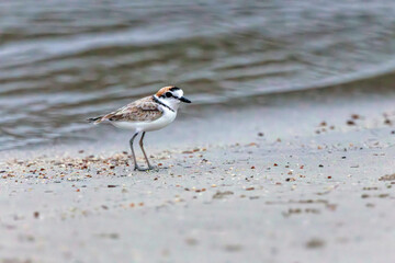 The Malaysian Plover is endangered due to the destruction of the mangrove forests that provide habitat and food for the species.