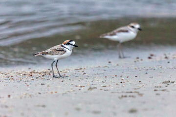 The Malaysian Plover is endangered due to the destruction of the mangrove forests that provide habitat and food for the species.