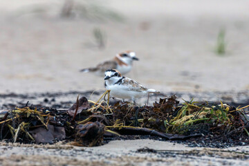 The Malaysian Plover is endangered due to the destruction of the mangrove forests that provide habitat and food for the species.