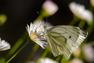 white butterfly on a flower
