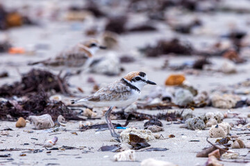 The Malaysian Plover is endangered due to the destruction of the mangrove forests that provide habitat and food for the species.