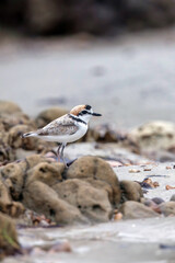 Obraz premium The Malaysian Plover is endangered due to the destruction of the mangrove forests that provide habitat and food for the species.