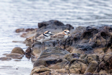 The Malaysian Plover is endangered due to the destruction of the mangrove forests that provide habitat and food for the species.