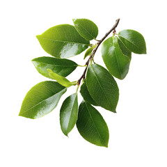 Fototapeta premium Vibrant Green Leaves Branch Studio Shot Isolated on White Background