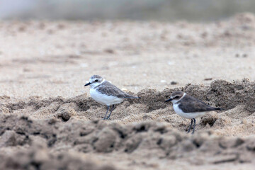 Plovers are members of a widely distributed group of wading birds