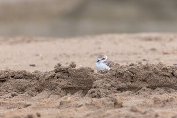 Plovers are members of a widely distributed group of wading birds