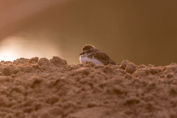 Plovers are members of a widely distributed group of wading birds