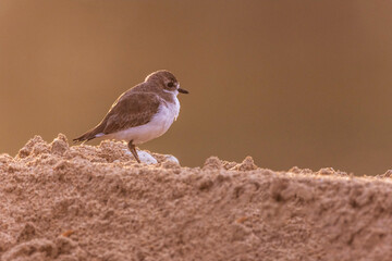 Plovers are members of a widely distributed group of wading birds