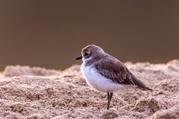 Plovers are members of a widely distributed group of wading birds