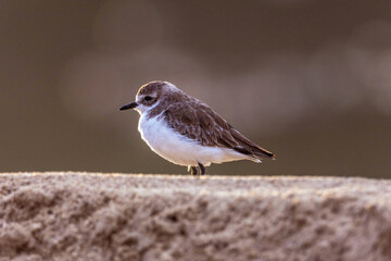 Plovers are members of a widely distributed group of wading birds