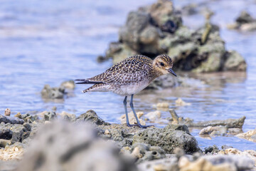 Plovers are members of a widely distributed group of wading birds