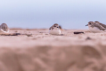 Plovers are members of a widely distributed group of wading birds