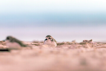 Plovers are members of a widely distributed group of wading birds