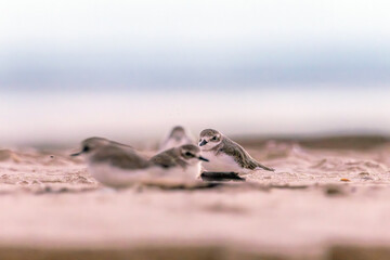Plovers are members of a widely distributed group of wading birds