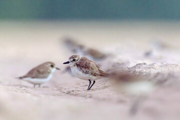 Plovers are members of a widely distributed group of wading birds