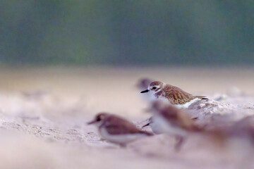 Plovers are members of a widely distributed group of wading birds
