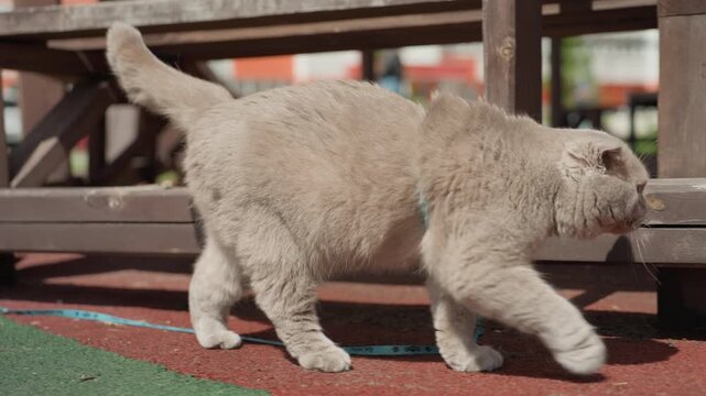 Gray Feline Walks Near Bench, Brave Cat Drifts Through Park Area, Playful Kitty Wanders Near Park Bench Peacefully, Confident Gray Cat Casually Explores Park And Sits Close To Wooden Seat