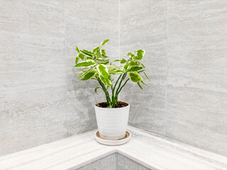 Minimalist Plant Corner Interior White Background