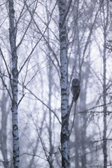 Ural owl on tree early in the misty morning