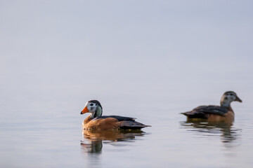 African Pygmy Geese (Nettapus auritus) swimming on calm water at sunrise.