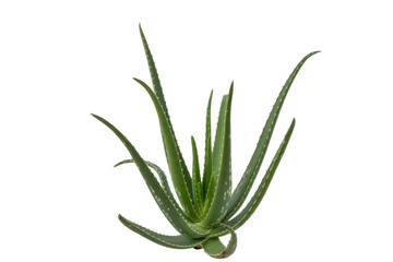 Aloe vera plant isolated