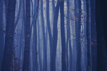 misty autumn forest in the morning 