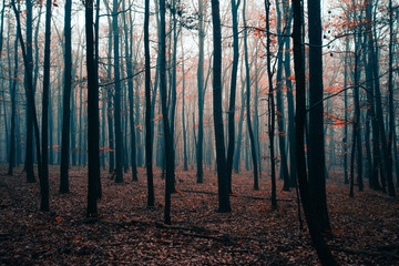 misty autumn forest in the morning 