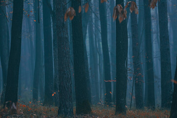 misty autumn forest in the morning 