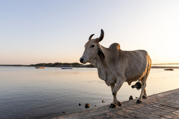sacred cow walking along Gomti riverside at sunset